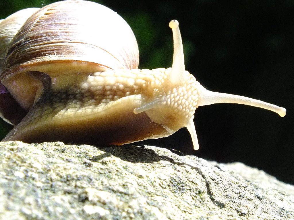 weinbergschnecke_02.jpg