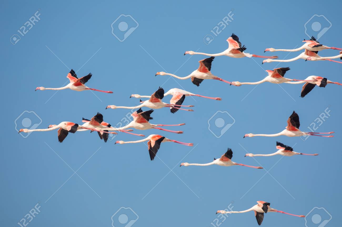 119142206-swarm-of-flying-flamingos-in-the-de-....jpg