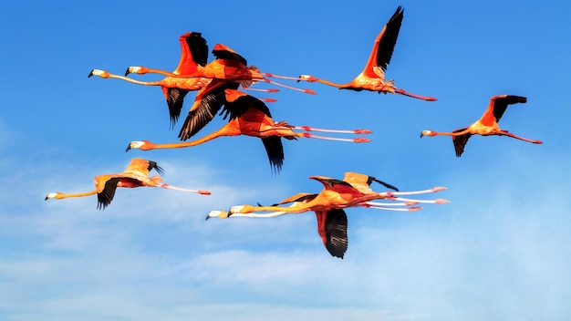 ein-schwarm-fliegender-rosafarbener-flamingos-....jpg