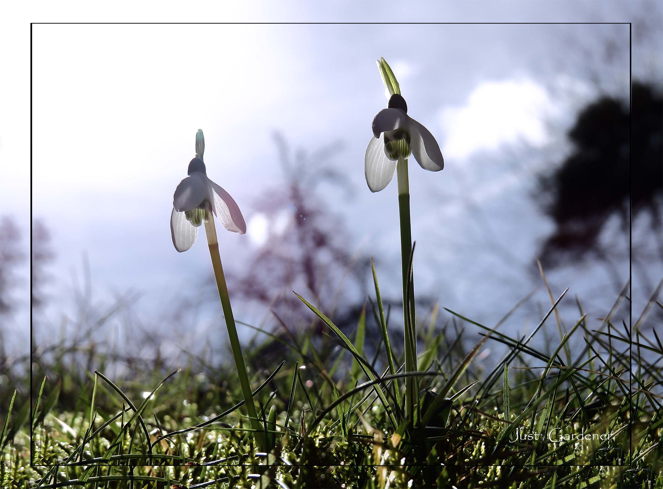 0001_schneegloeckchen_02.jpg