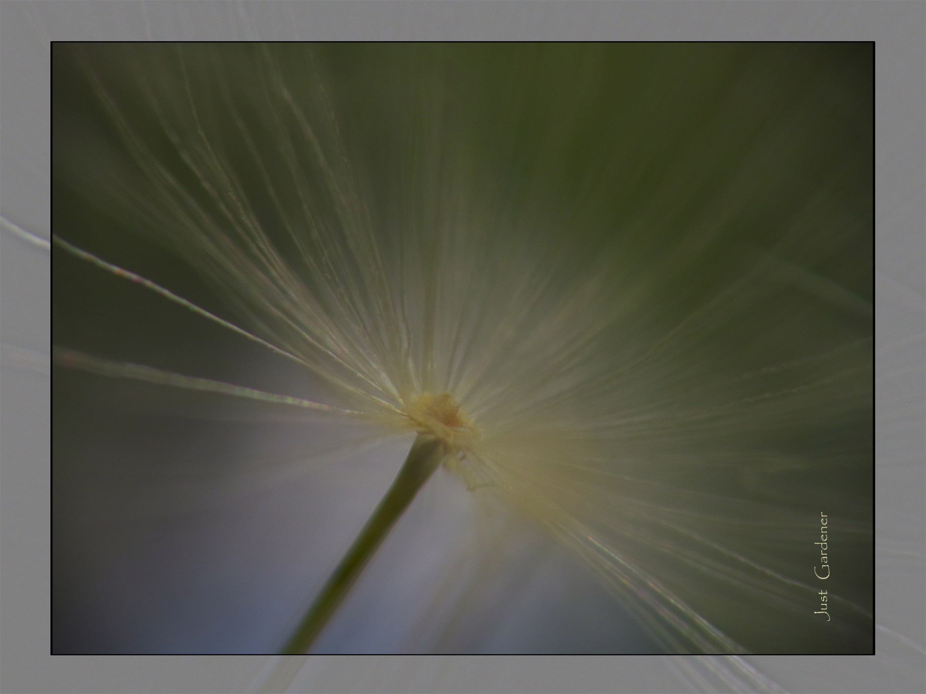 pusteblumen-schirmchen.jpg