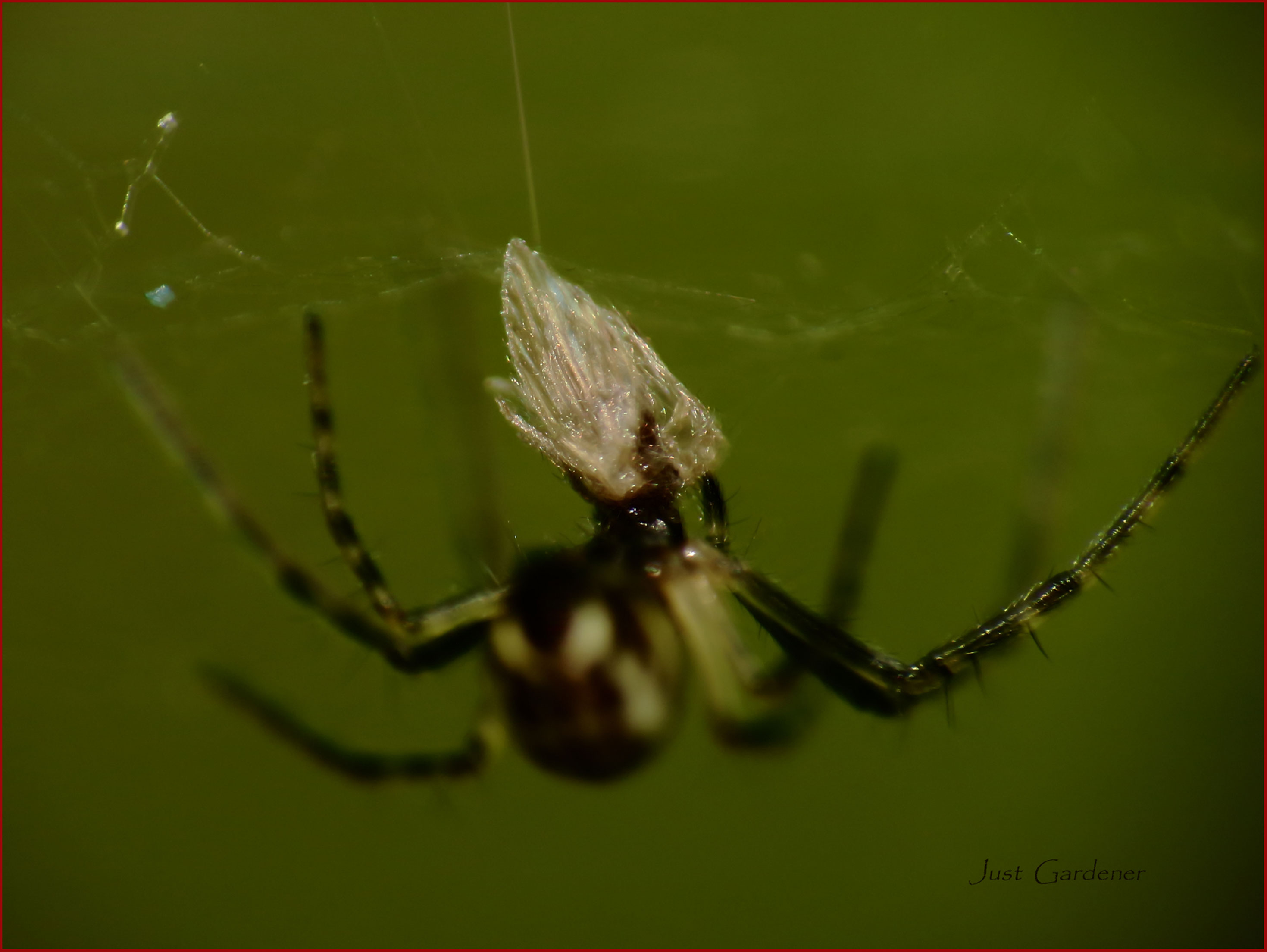 spinne-mit-beute-01.jpg
