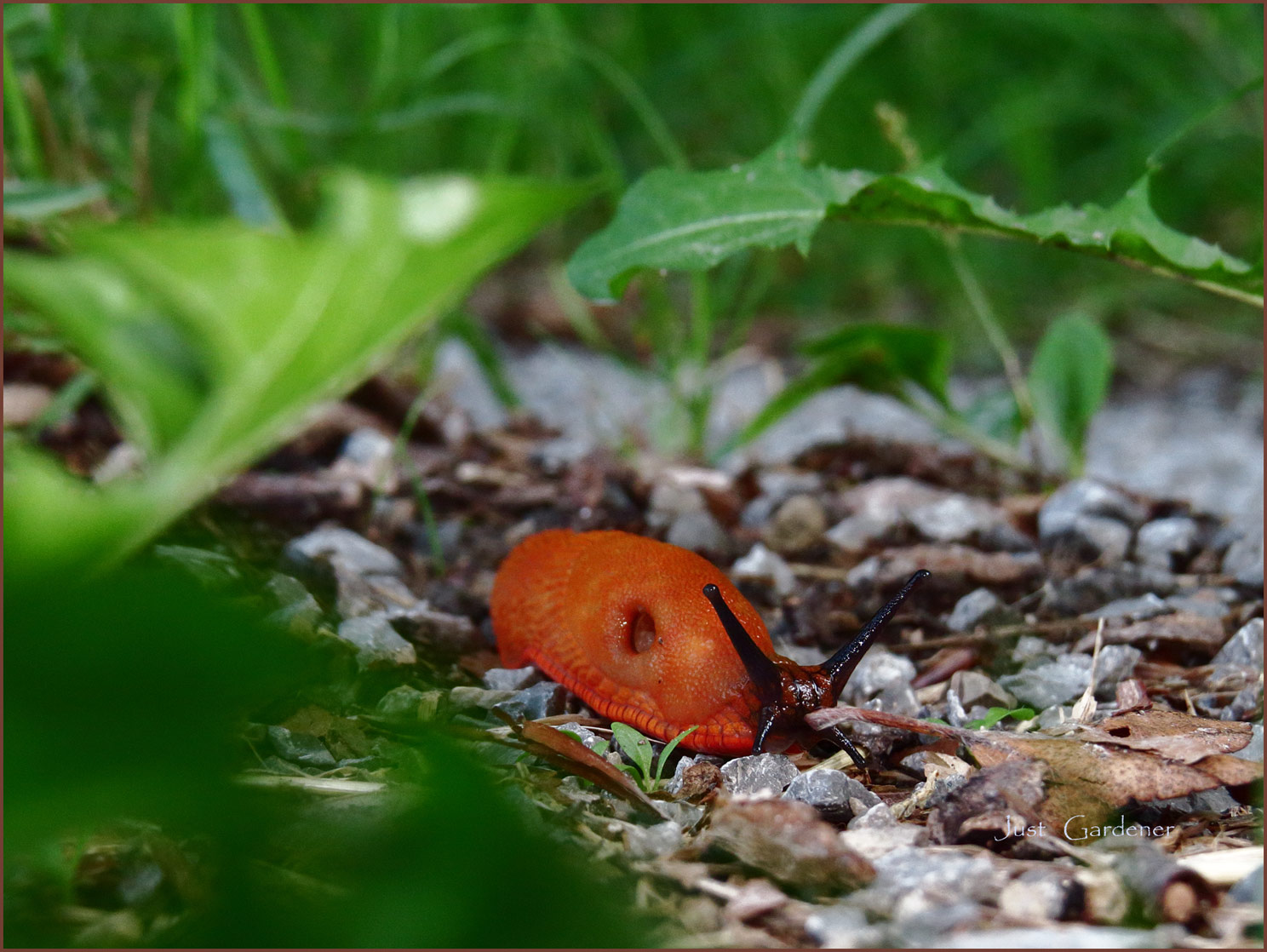 im-wald-07.jpg