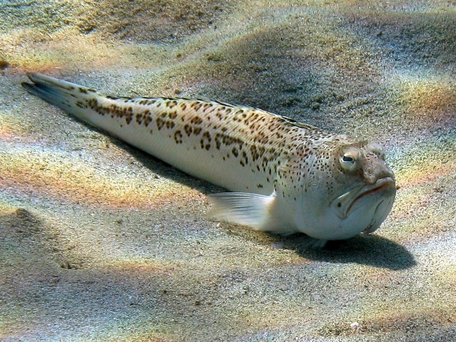 trachinus_radiatus_showy_kato_koufonissi.jpg